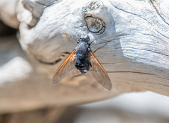 Satyramoeba hetrusca