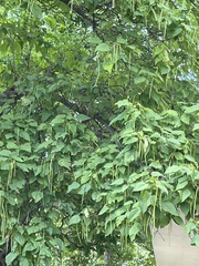 Catalpa