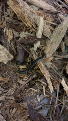 Hemiscolopendra marginata