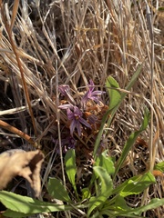 Aphyllon californicum