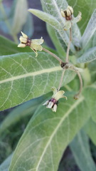 Asclepias notha