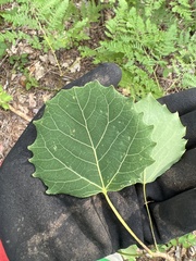 Populus grandidentata