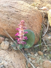 Lachenalia carnosa