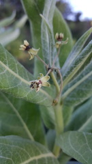 Asclepias notha