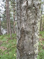 Populus grandidentata