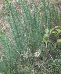 Ulex europaeus