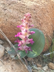 Lachenalia carnosa