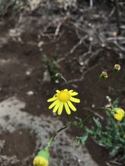 Senecio madagascariensis