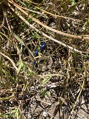 Plestiodon skiltonianus skiltonianus