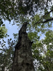 Populus grandidentata