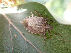 Halyomorpha halys