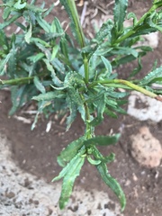 Senecio madagascariensis