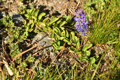 Veronica allionii