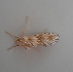 Cynaeda