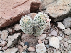 Escobaria chihuahuensis