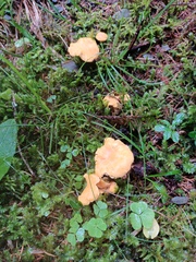 Cantharellus cibarius