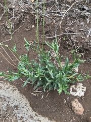 Senecio madagascariensis