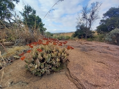 Crassula swaziensis