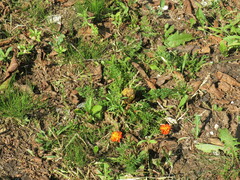 Tagetes