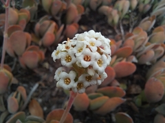Crassula swaziensis