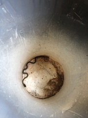 Masticophis flagellum testaceus