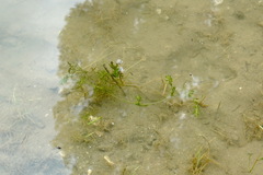 Najas marina