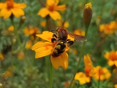 Xanthocampsomeris limosa
