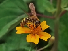 Xanthocampsomeris limosa