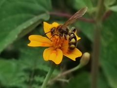 Xanthocampsomeris limosa