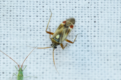 Polymerus