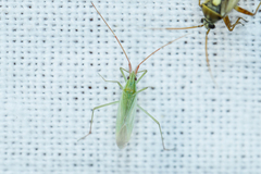Trigonotylus