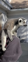 Lemur
