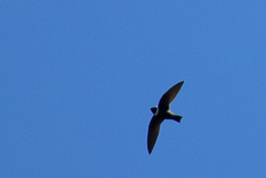 Streptoprocne zonaris