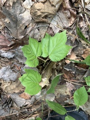 Viburnum acerifolium