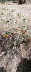 Solanum marginatum