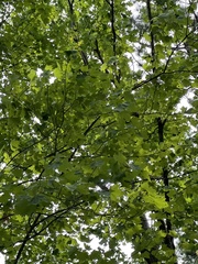 Viburnum acerifolium