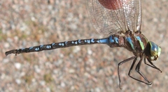 Aeshna constricta