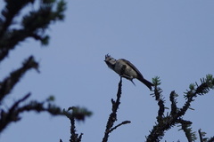 Lophophanes cristatus