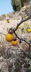Solanum marginatum