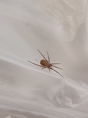 Araneus