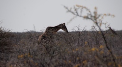 Giraffa camelopardalis angolensis