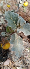 Solanum marginatum
