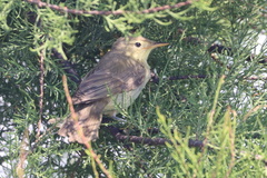 Hippolais polyglotta