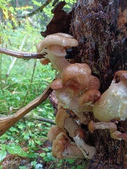 Armillaria borealis