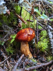 Limacella