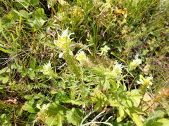 Melampyrum argyrocomum