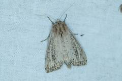 Nonagria typhae