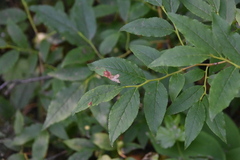 Vaccinium membranaceum
