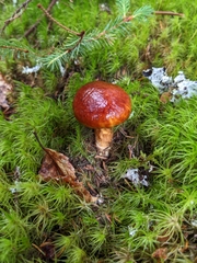 Limacella