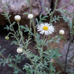 Erigeron neomexicanus